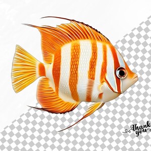 May include: A bright orange and white striped fish with a black eye. The fish has a long, flowing tail fin and a smaller dorsal fin.
