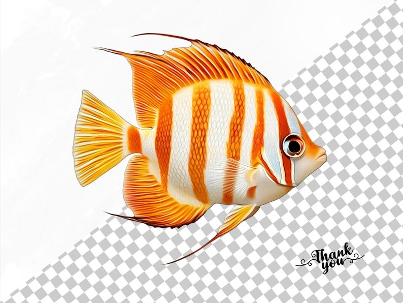 May include: A bright orange and white striped fish with a black eye. The fish has a long, flowing tail fin and a smaller dorsal fin.