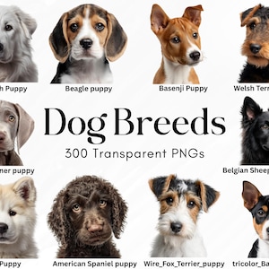 May include: A collection of dog breed images, featuring Akbash, Beagle, Basenji, and Welsh Terrier puppies. The image includes the text "Dog Breeds" and "300 Transparent PNGs". Other breeds are Weimaraner, Belgian Sheepdog, Akita, American Spaniel, Wire Fox Terrier, and tricolor Basenji.