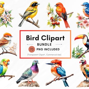 70 Aquarell Vögel PNG Clipart Bundle, lebendige Aquarell Vogelillustrationen, Bilder von Vogelarten, Vogel auf Ast, kommerzielle Nutzung