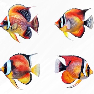 May include: Four colorful fish with red, orange, yellow, and black markings. The fish are swimming in a white background.