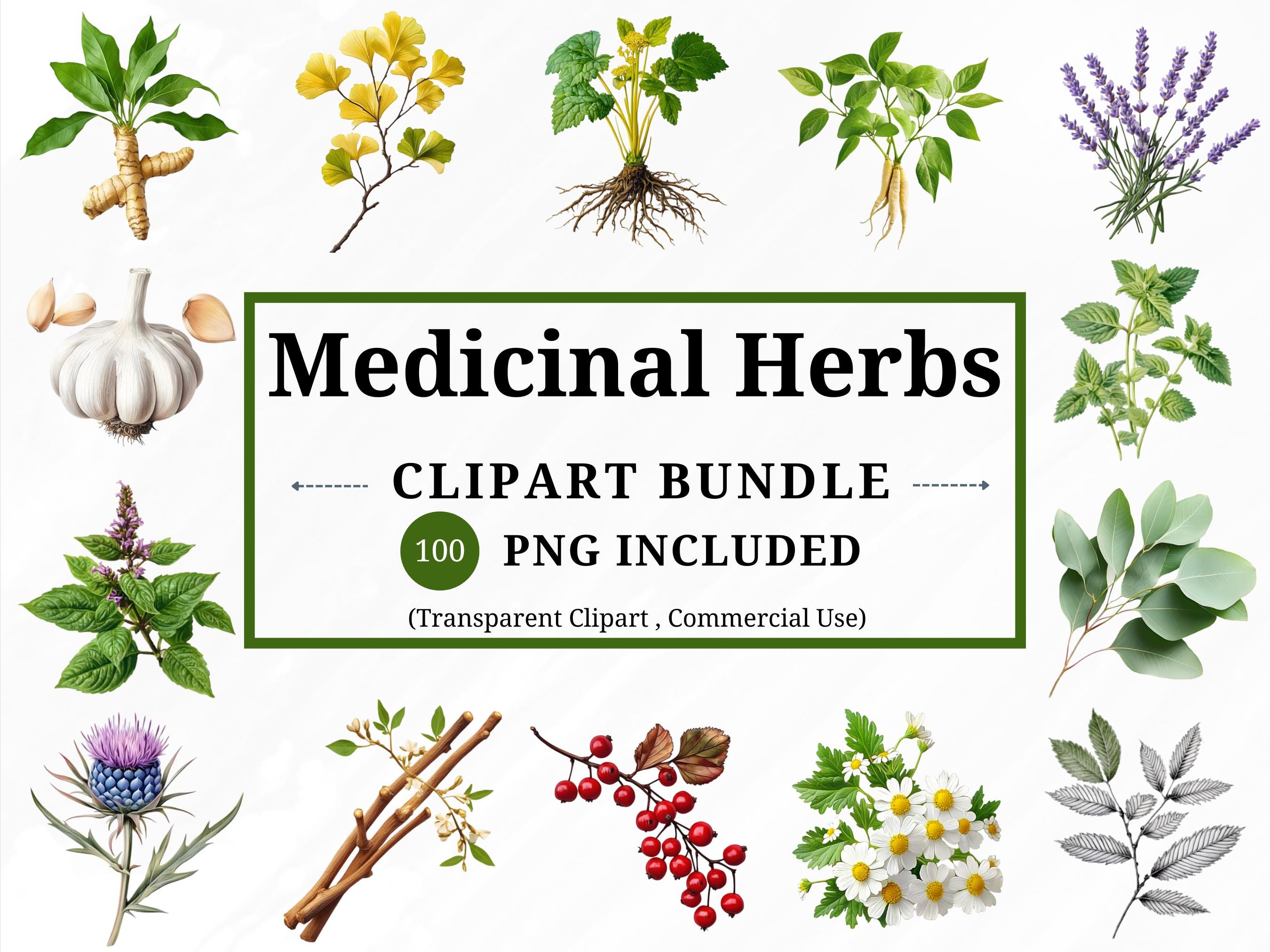Medicinal Herbs Clipart Bundle, Herbs Clipart Png, Watercolor Medicinal  Plants Clipart, Herbal Medicine, Garden Herbs, Commercial Use - Etsy