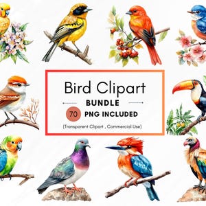 70 Watercolor Birds PNG Clipart Bundle, Vibrant Watercolor Bird ...