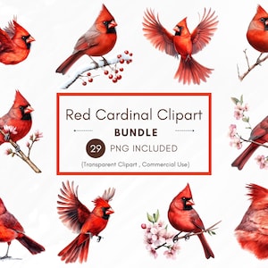 29 Aquarela Cardeal Vermelho Clipart PNG Bundle,300 DPI Transparente Pássaro Ilustrações, Primavera Flores, Inverno Ramos, Uso Comercial