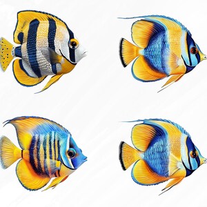 May include: Four colorful fish with yellow, blue, and black stripes. The fish are swimming in a white background.