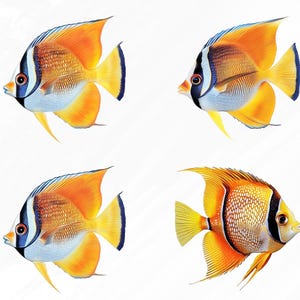 May include: Four colorful fish with orange, yellow, blue, and black markings. The fish are swimming in a white background.