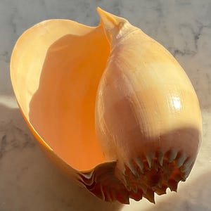 May include: A large, light orange seashell with a smooth, glossy exterior. The shell has a prominent, pointed spire and a wide, open aperture. The interior is a lighter shade of orange, and the shell's edge has a textured, tooth-like pattern.