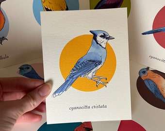 Blue Jay Postcard, Bird Postcard, Cute Postcard, Cool Postcard, Bird Gift, Animal Postcard, Retro Bird Art, Blue Jay, Animal Gift
