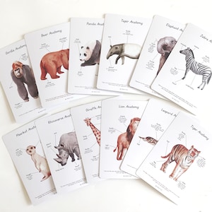 Cartes d'anatomie - Jungle Safari