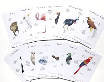 Anatomy Cards - Birds