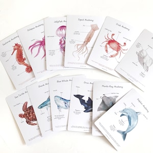 Anatomy Cards - Ocean