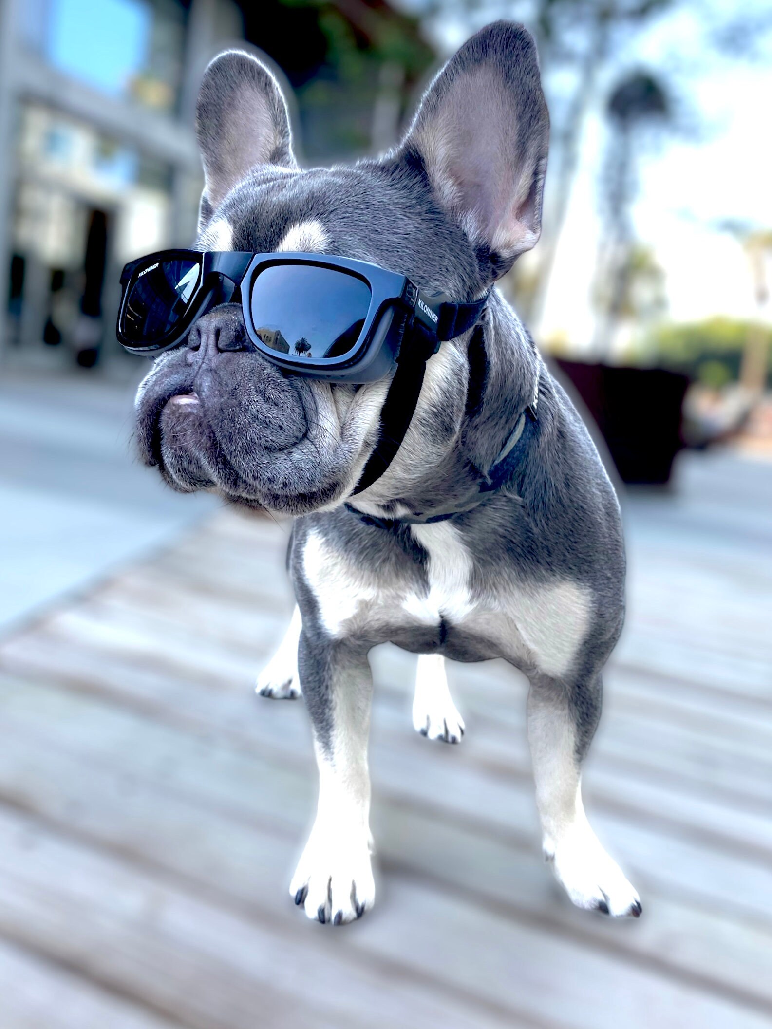 3 x Dog Sunglasses Doggles for Pet Goggles UV Protection Sun Glasses 3 x Dog Sunglasses Doggles for Pet Goggles UV Protection Sun Glasses
