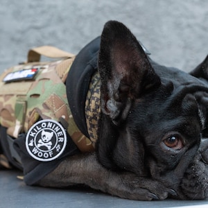 Puede incluir: Un bulldog francés negro con un chaleco de perro de camuflaje con un parche negro que dice "Kilonoiner Woof" en letras blancas.