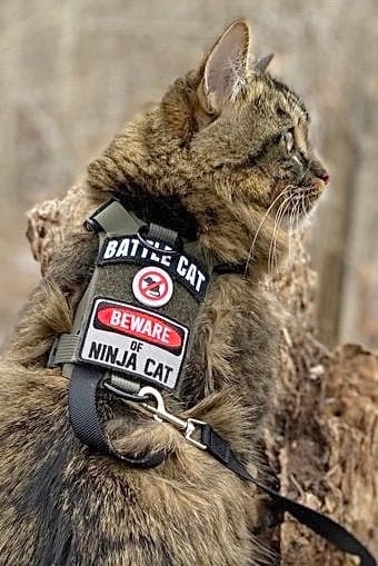 Cat tactical vest harness 2025