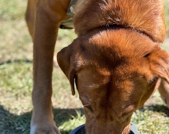 CB1 Collapsible Dog Bowl