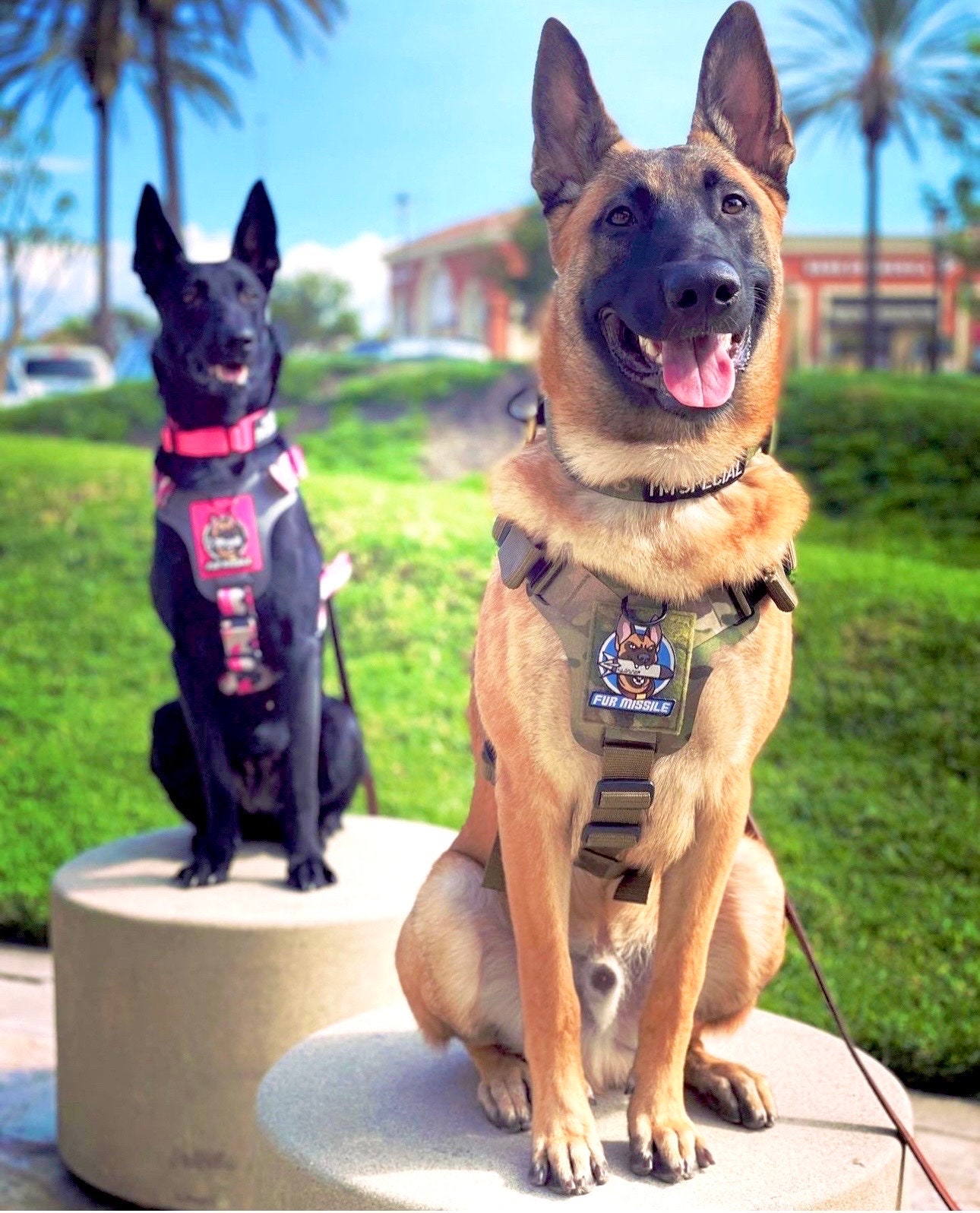 German shepherd bulletproof vest online