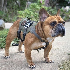 Kiloniner M4 Tactical MOLLE Dog & Cat Harness | Hiking and Training | No Choke | No Pull | Codura Nylon | Made-in-USA | Lifetime Warranty