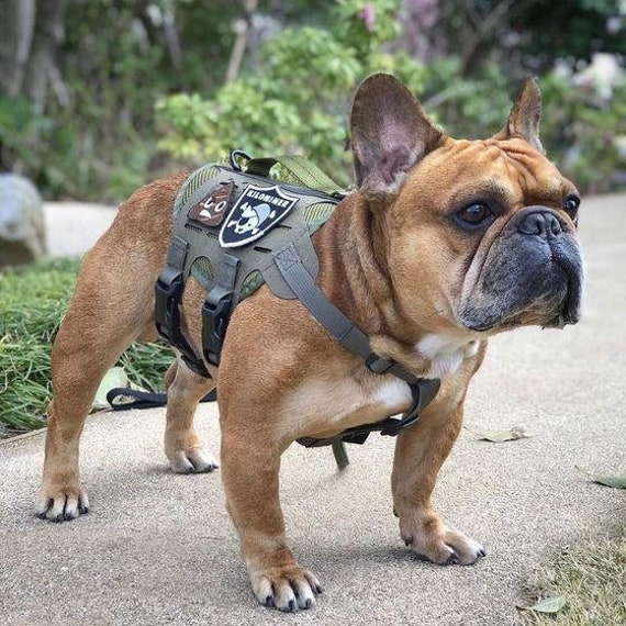 Tactical Dog Harness for Hiking Training, No Pull Molle Vest Harness for  Medium Large Dogs, with Pouches and Patches 