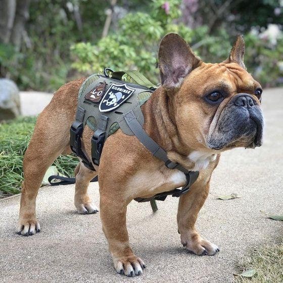 Men's Army soldato KIT TAPPO proiettile cintura Dog Tag Set Costume Addio al Celibato Divertente fare 