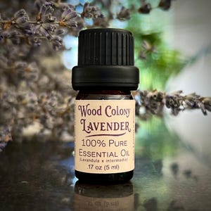 Puede incluir: Una pequeña botella de vidrio de aceite esencial de lavanda Wood Colony con tapa negra. La etiqueta dice "100% Pure Essential Oil" y "5 ml". Ramas de lavanda seca en el fondo.