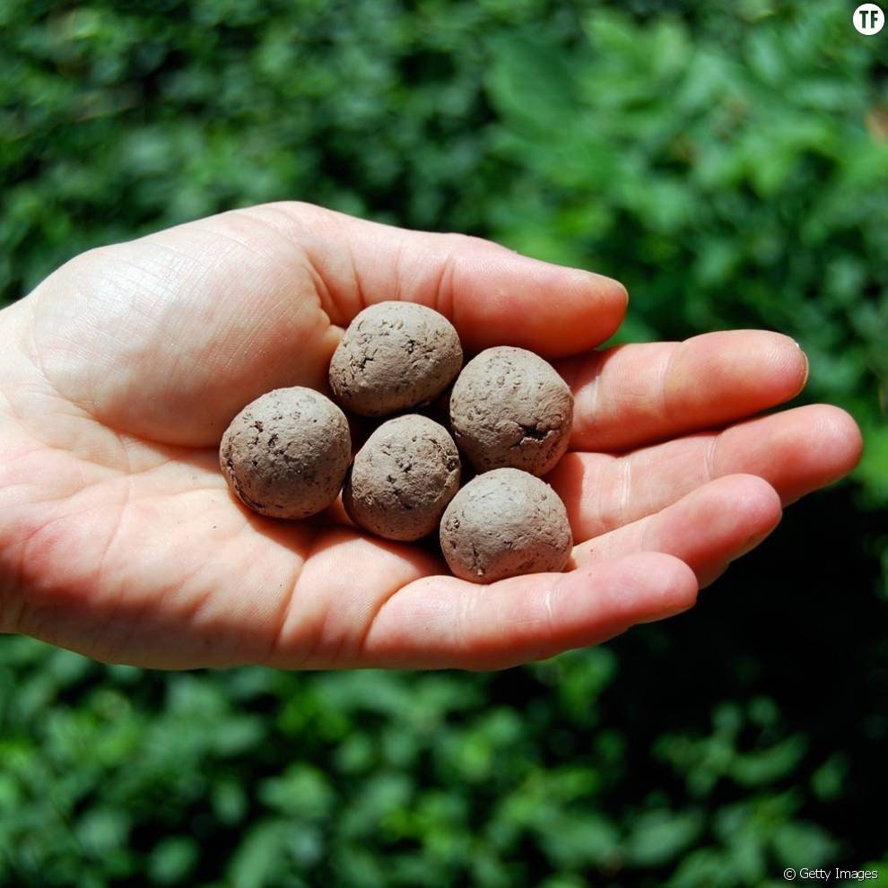 Bombes de Graines Arbre Judé