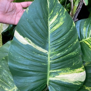 Pothos hawaiano gigante. Pothos jumbo, un raro filodendro hawaiano gigante abigarrado. Esquejes de planta hawaiana de interior.