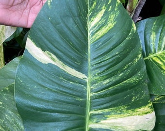 Riesige Hawaiianische Pothos. Seltener Hawaii-Philodendron Pothos. Hawaiianische Zimmerpflanzenstecklinge