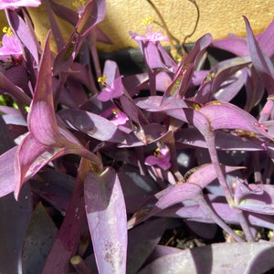 Tradescantia pallida Setcreasea pallida Purple Heart 3 cutting PurpureaSucculent image 3