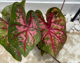 Caladium Pink