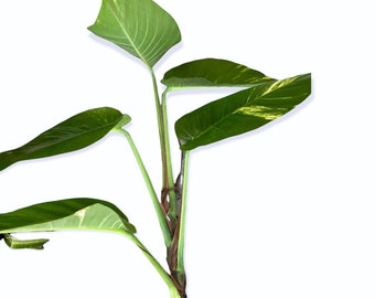 Riesige Hawaii Pothos Golden oder Weiß bunt