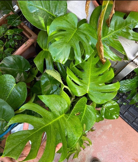 philodendron opacum Philodendron lupinum