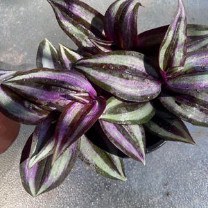 Lila & Silber Tradescantia Zebrina Schnellwachsende, Hängepflanze. Wunschliste Wandering 'Jude 'Voll Lila Variegated Live Plant