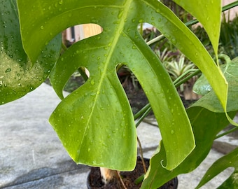 Split leaf Monstera/ Swiss cheese plant, rooted