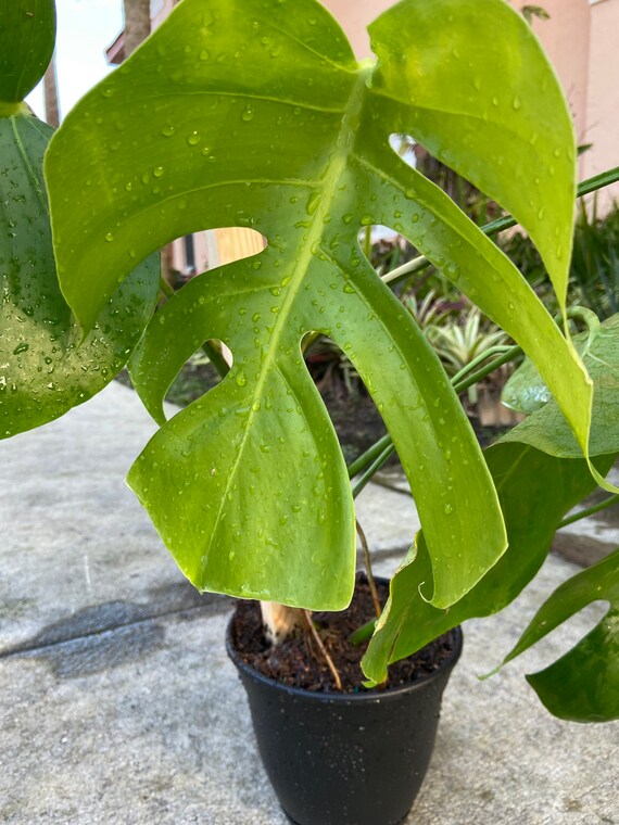 philodendron birkin red congo Buy Philodendron Red Congo main image 0