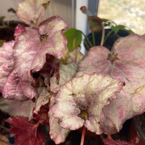May include: A close-up of a houseplant with large, variegated leaves. The leaves are a mix of pink, green, and white.