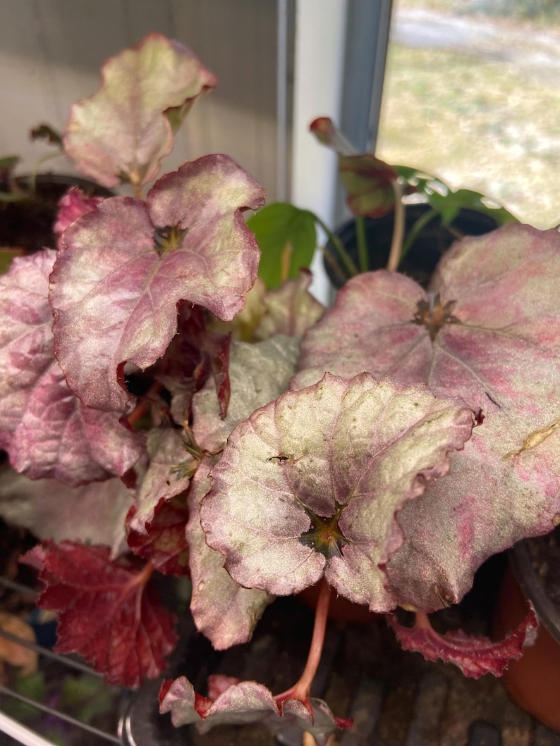 May include: A close-up of a houseplant with large, variegated leaves. The leaves are a mix of pink, green, and white.