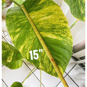 Hawaiiaanse gigantische gouden pothos
