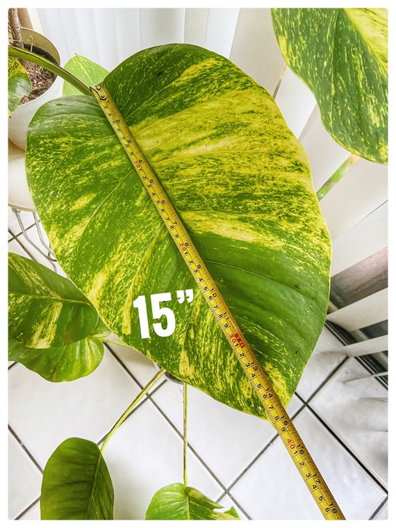 pothos plant seeds Buy Our Golden Pothos in Hanging Basket main image 0