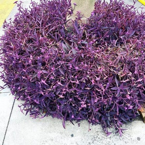 Sappig, Tradescantia pallida, kleurrijke paarse planten. Purple Secretia, Purple Queen stekken zonder wortel