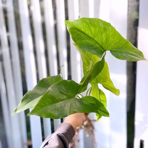 Syngonium podophyllum Pfeilspitze Kletterpflanze