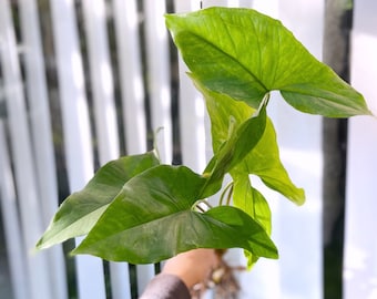 May include: A green leafy plant with large, heart-shaped leaves. The plant is being held by a hand in front of a white slatted background.