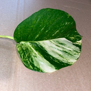 Gigantische jumbo pothos snijden.