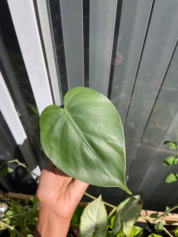 5 Heart Leaf Philodendron Cuttings - Etsy