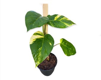 Hawaiianische Riesen-Pothos, Philodendron