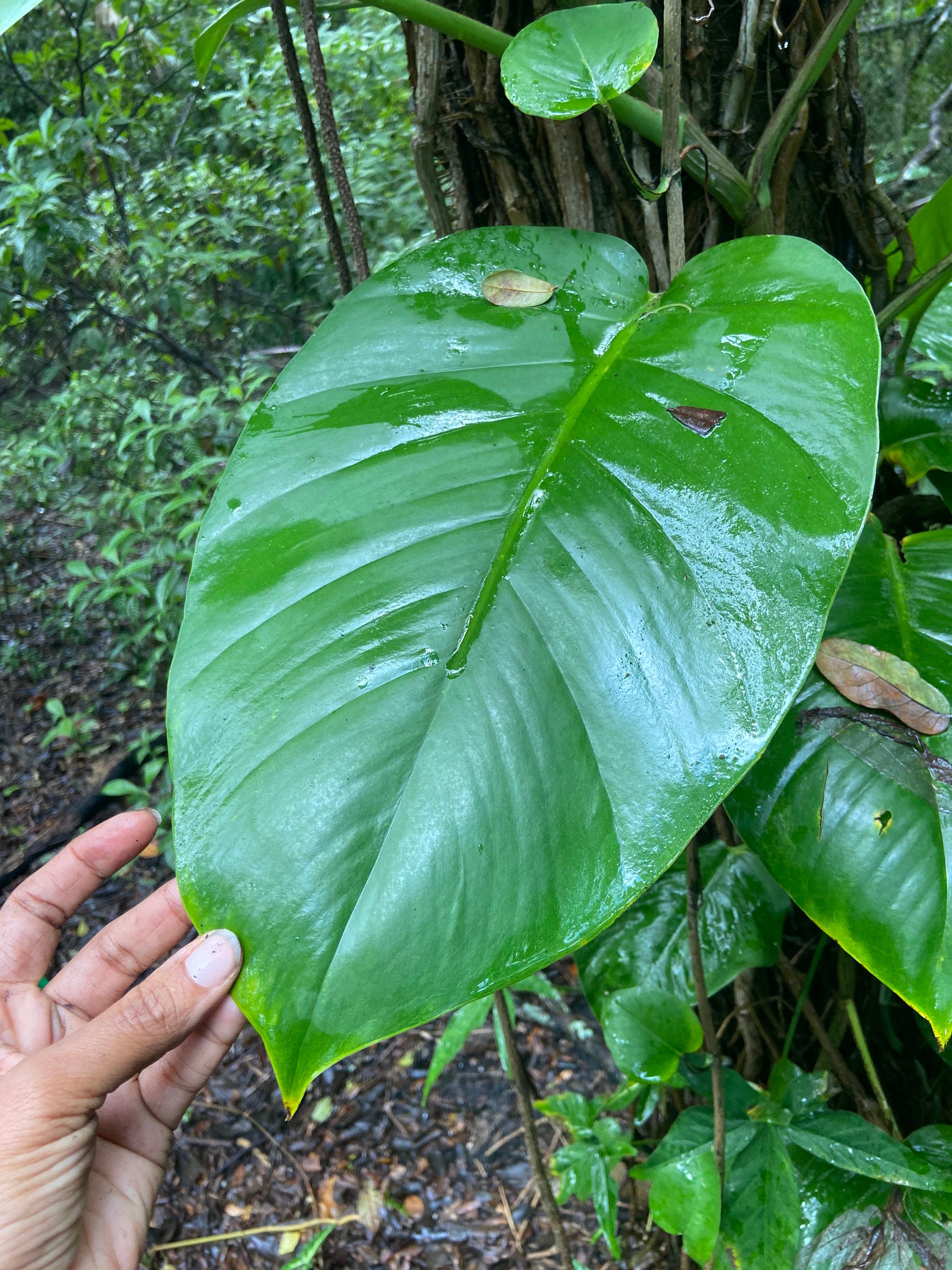 Jade pothos plant - Etsy.de