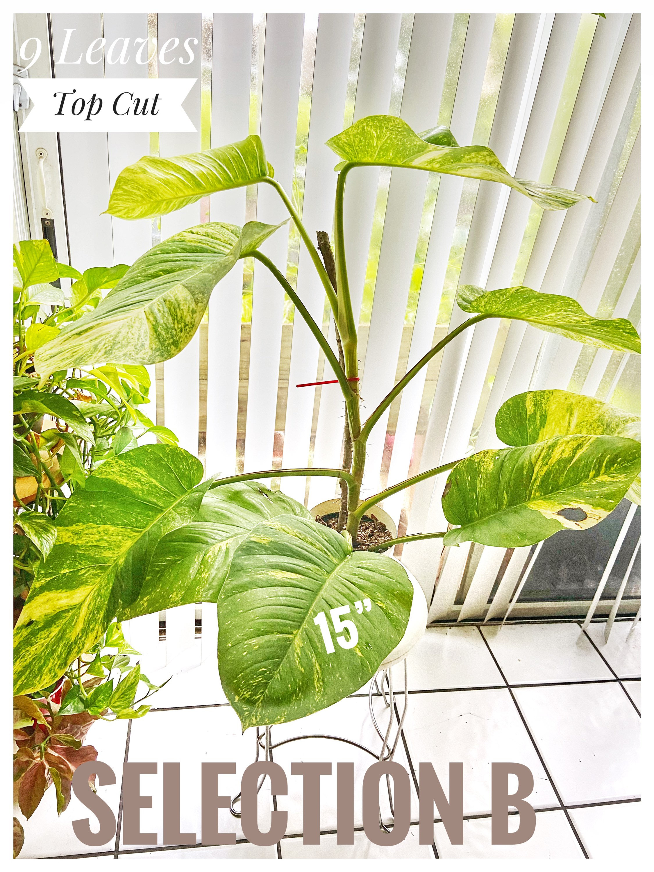 Hawaiian Giant Golden Pothos - Etsy
