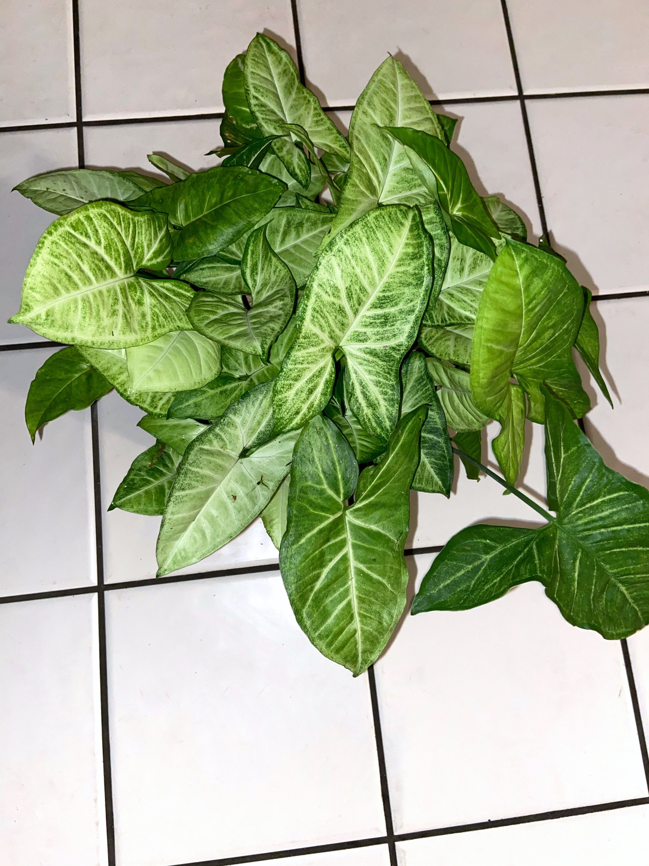 Nephthytis White Butterfly Plant