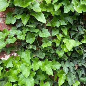 May include: Close-up of vibrant green ivy leaves growing on a red brick wall. The leaves have a heart-like shape and vary in shades of green, creating a textured and natural pattern. The image showcases the contrast between the plant and the brick.