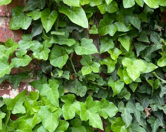 English Ivy Plant – Easy-Care Trailing Houseplant | Air-Purifying Vine | Live Plant in 4” Pot
