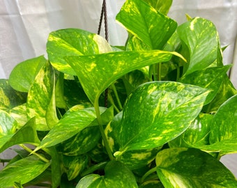 May include: A hanging plant with green and yellow variegated leaves. The plant is in a brown pot and is hanging from a brown rope.